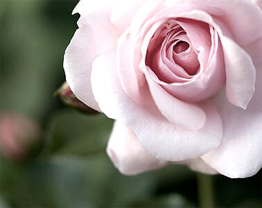Guide til beskæring af roser: Roser har godt af at blive beskåret